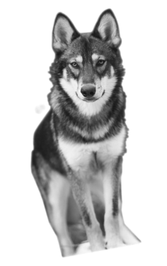 Lobo versus perro